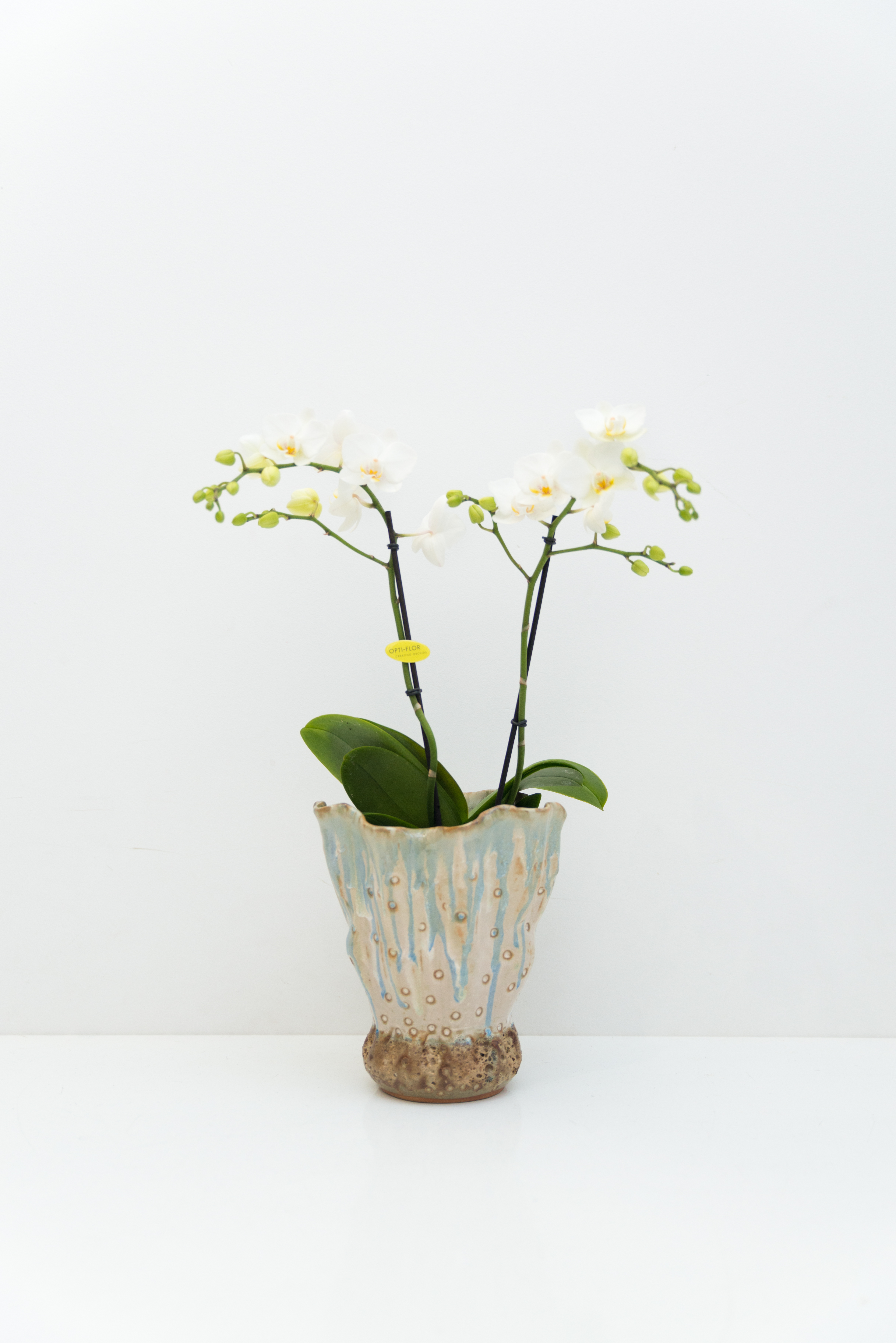 Orchidee vaas/pot | Agapanthe.nl